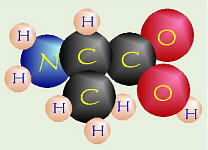 Amino Acid