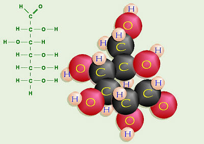 Glucose Straight Structure