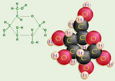Glucose Ring Structure