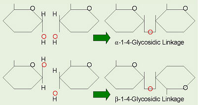 Alpha and Beta Linkages