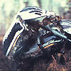 beetle