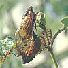 cicada