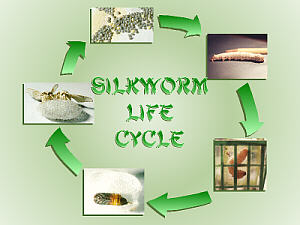 Complete Metamorphosis