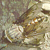 fly