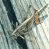 grasshopper