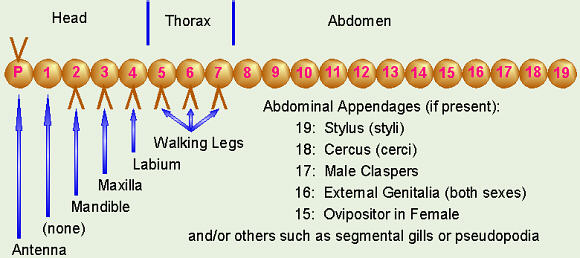 Insect Appendages