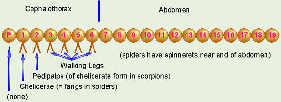 Arachnid Appendages