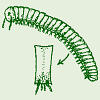 millipede
