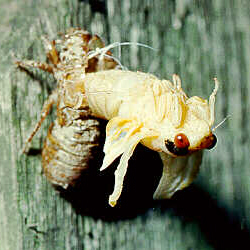 Cicada Molting