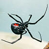 spider