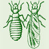 termite