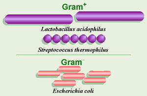 Gram Stain