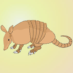 Armadillo
