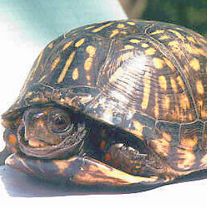 Turtle