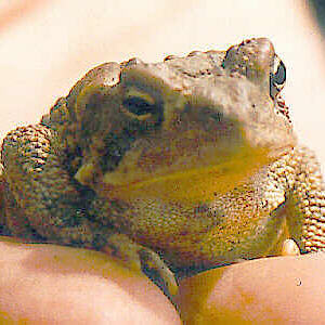 Toad