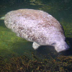 Manatee