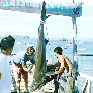 Costa Rican Shark