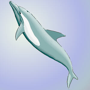 Dolphin