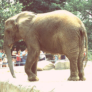 Elephant