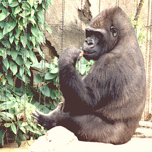 Gorilla