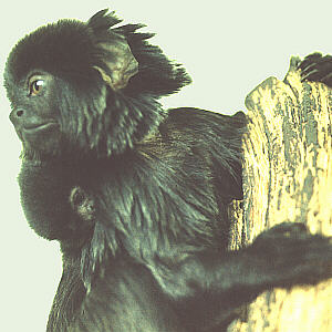 Marmoset
