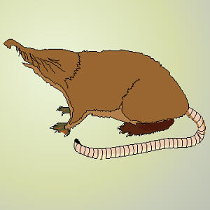 Mole or Shrew(?)