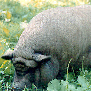 Pig