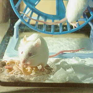 Mouse