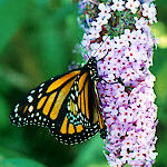 Monarch