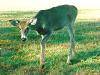 Crepuscular Deer