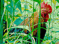 Diurnal Rooster