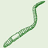 earthworm