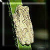 Tree Frog