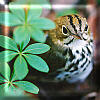 Ovenbird