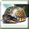 Box Turtle