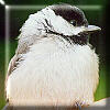Chickadee