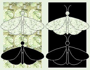 Moths on Trees