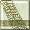 Spirogyra