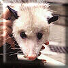 Opossum