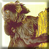 Marmoset