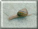 Snail
