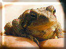Toad