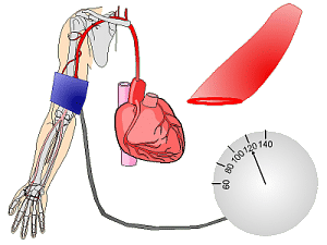 circulatory system