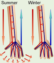 Countercurrent Heat Exchange