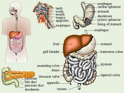 Digestive System