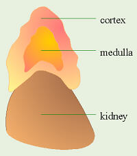 Adrenal Gland