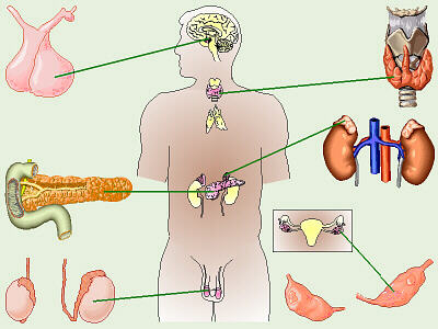 Endocrine System