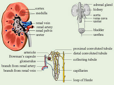 Excretory System