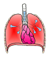 respiratory system
