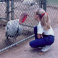 turkey
